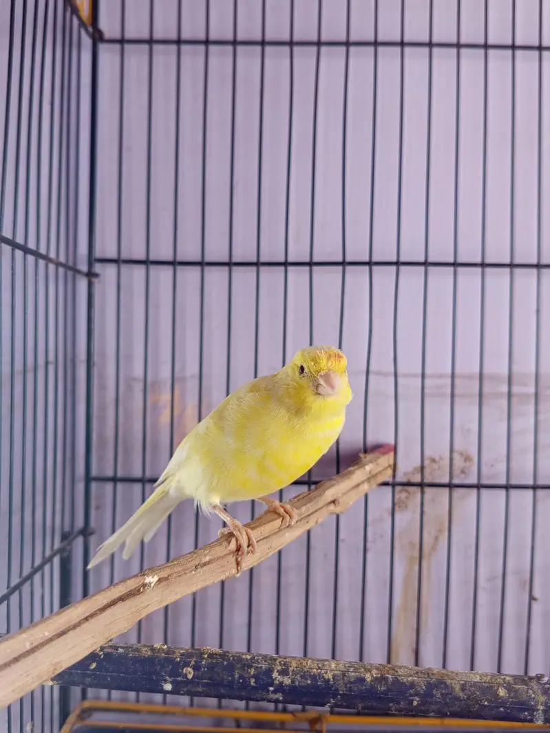 CANARY FOR SALE [MALE FEMALE NOT CONFIRM] — photo 2