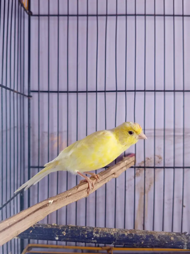 CANARY FOR SALE [MALE FEMALE NOT CONFIRM] — photo 3