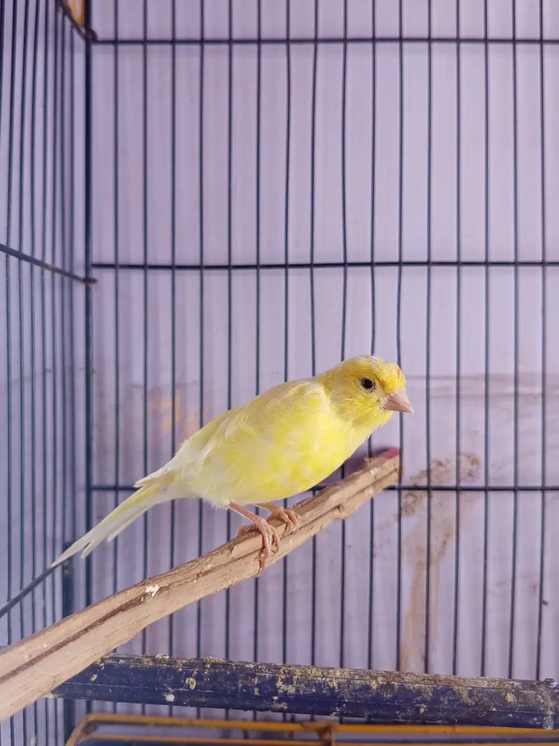CANARY FOR SALE [MALE FEMALE NOT CONFIRM] — photo 5