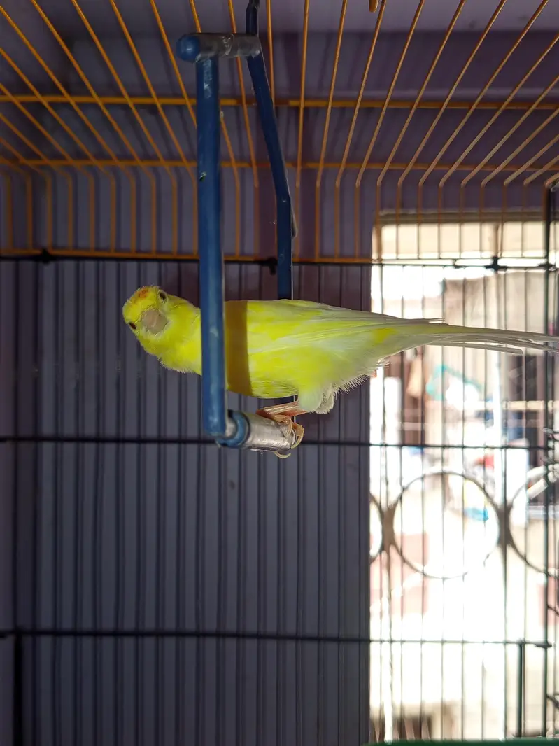 CANARY FOR SALE [MALE FEMALE NOT CONFIRM] — photo 6