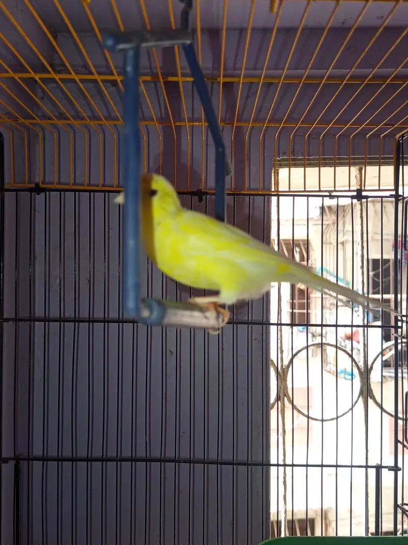 CANARY FOR SALE [MALE FEMALE NOT CONFIRM] — photo 7