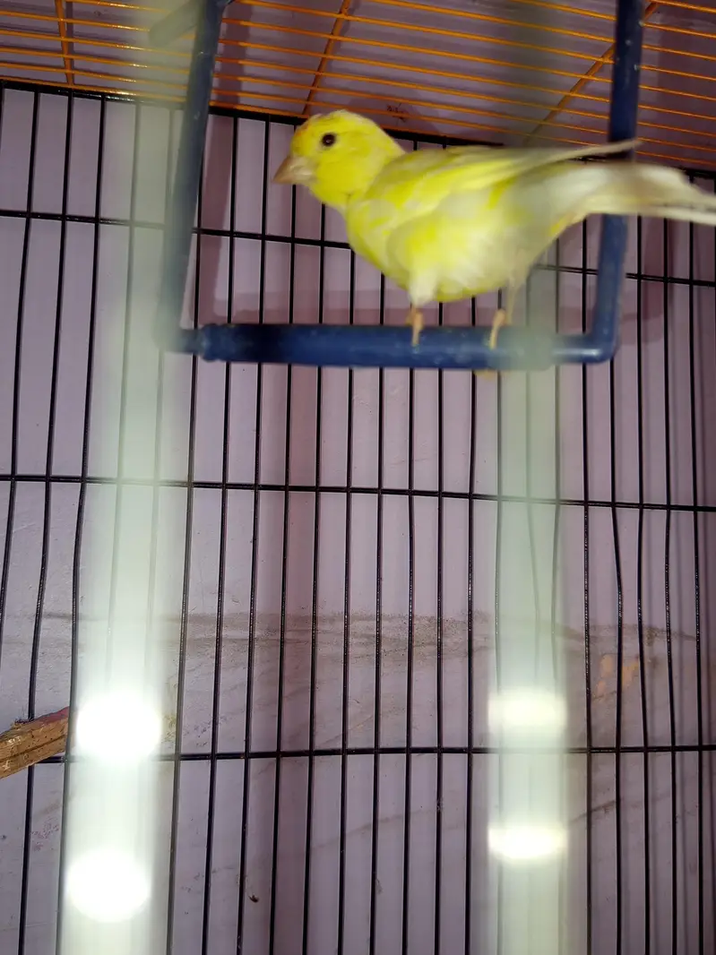CANARY FOR SALE [MALE FEMALE NOT CONFIRM] — photo 8
