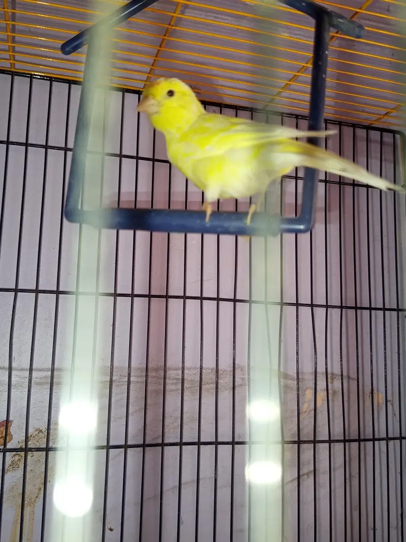 CANARY FOR SALE [MALE FEMALE NOT CONFIRM] — photo 9