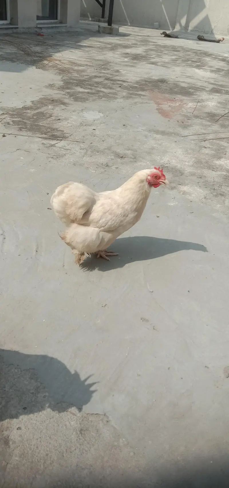 white bentum pair — photo 2
