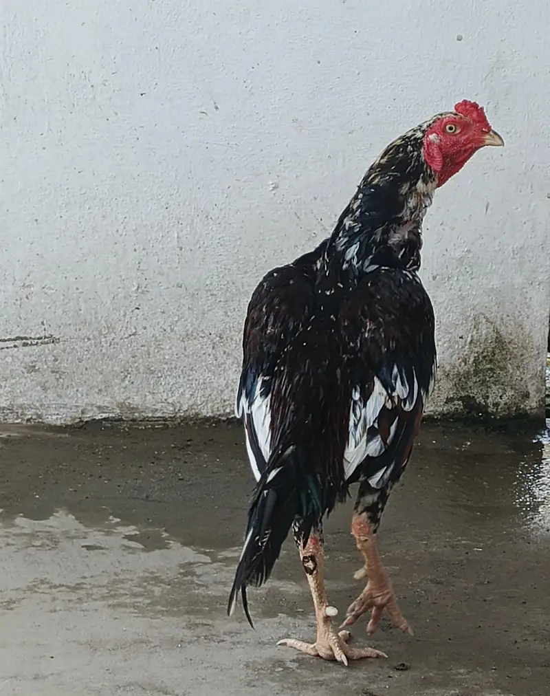 mushka cheena patha whats up numb 03148042268 — photo 2