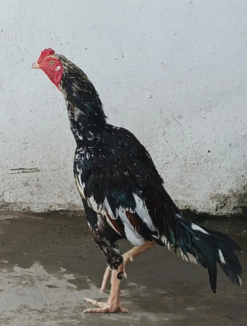 mushka cheena patha whats up numb 03148042268 — photo 3