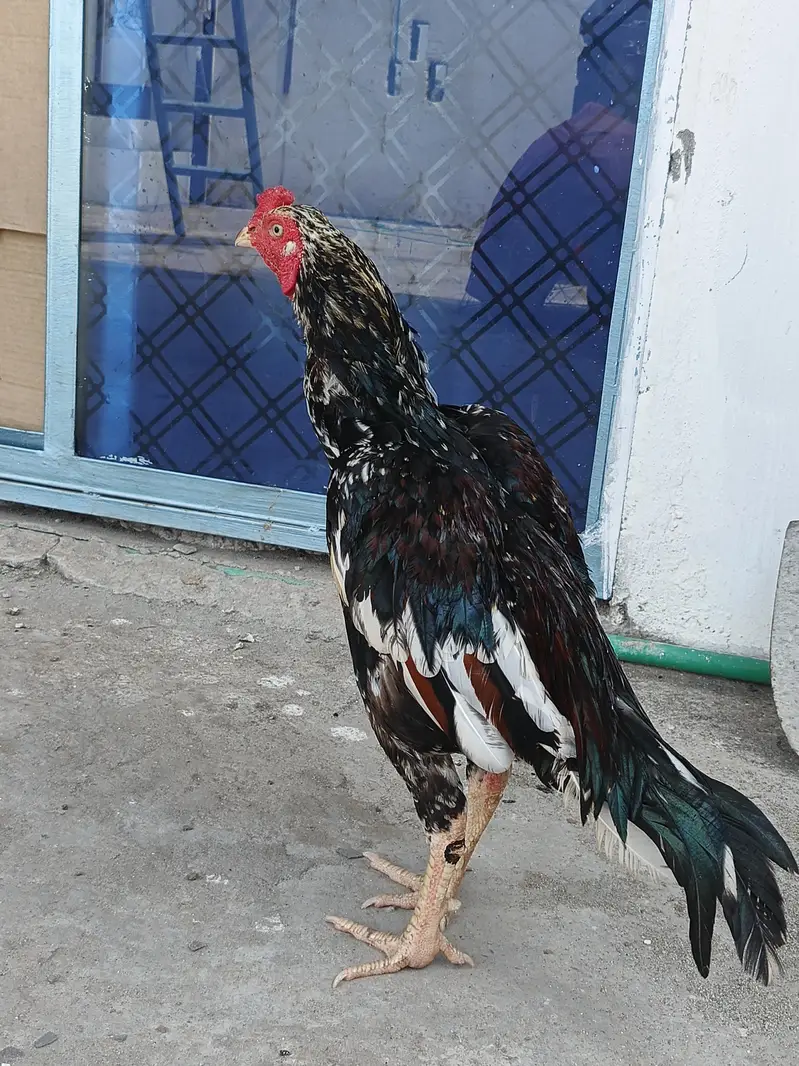 mushka cheena patha whats up numb 03148042268 — photo 4