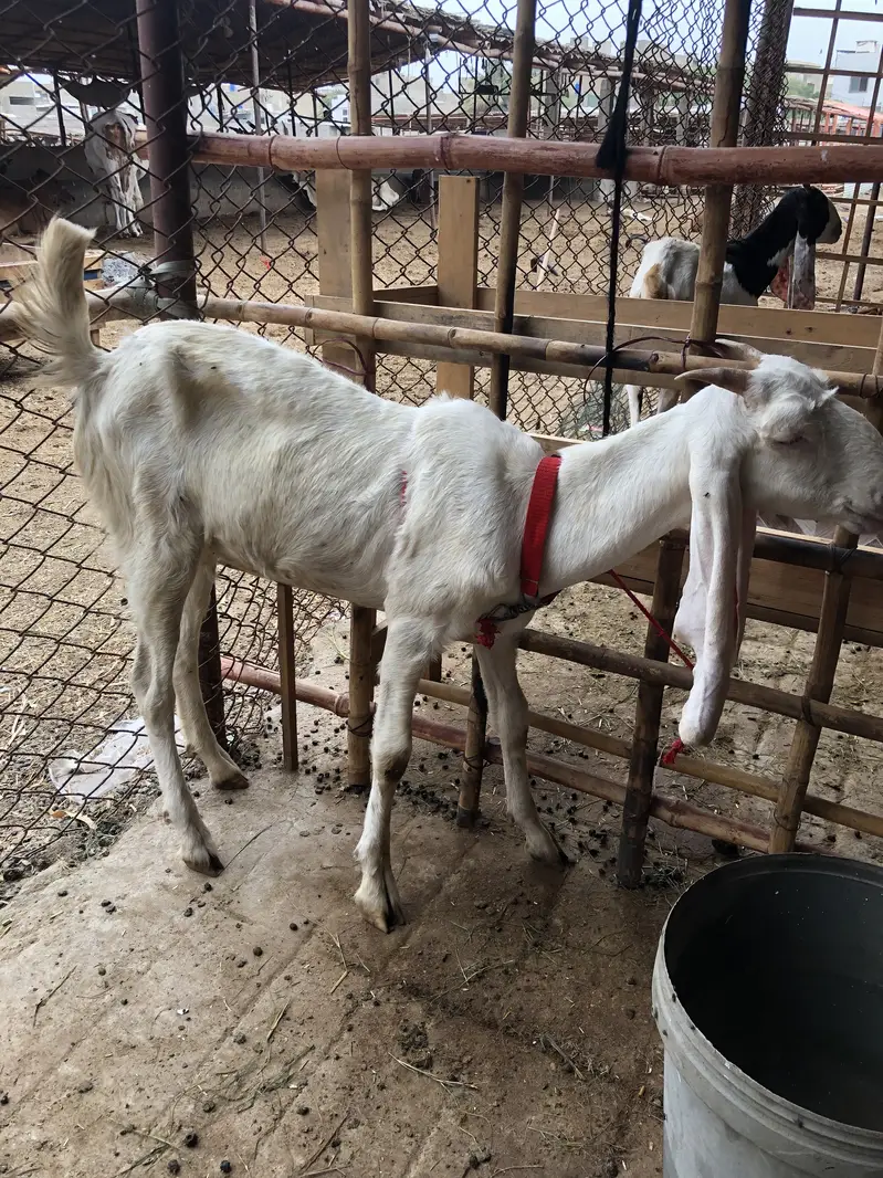 Gulabi bakri patari bakri — photo 2
