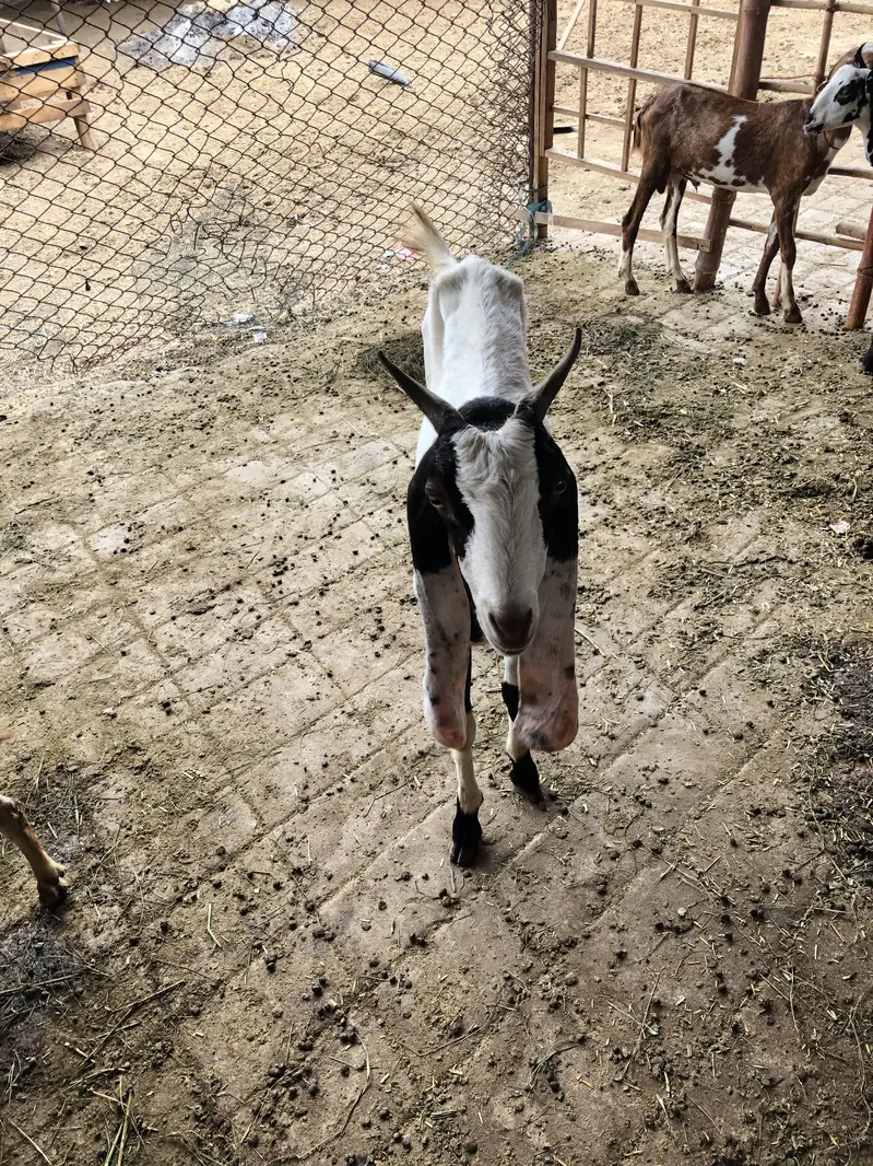 Gulabi bakri patari bakri — photo 3