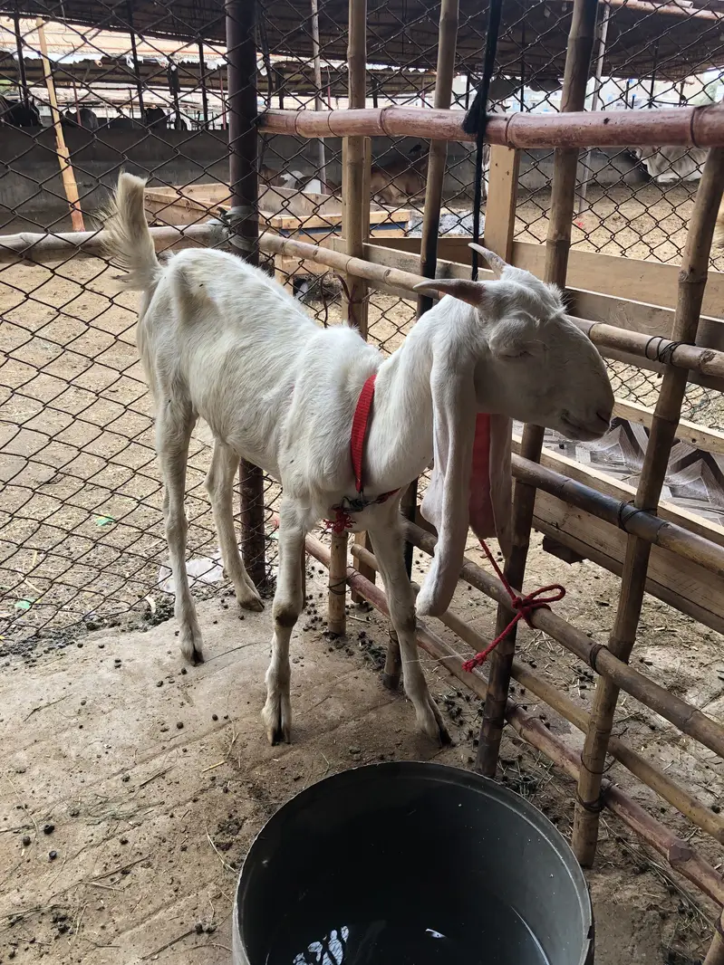Gulabi bakri patari bakri — photo 4