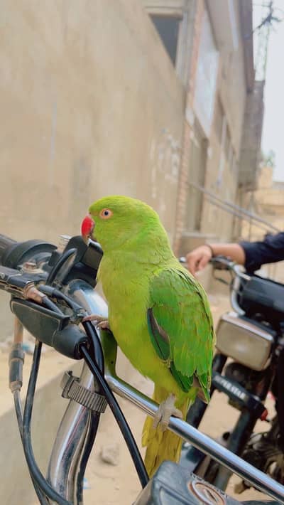 toking parrot
