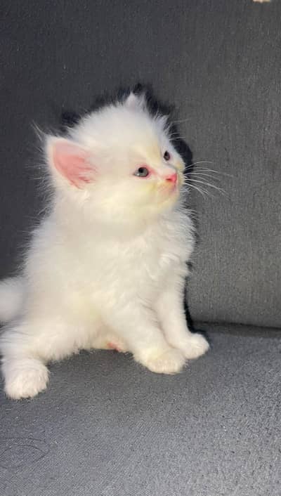 persian kitten