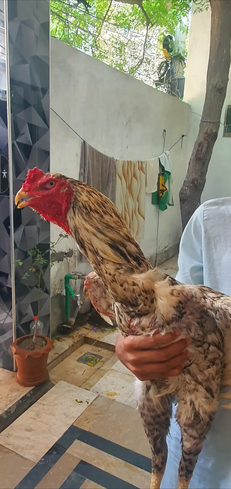 Pure shamo urgent sale full healthy and active price almost final — photo 3