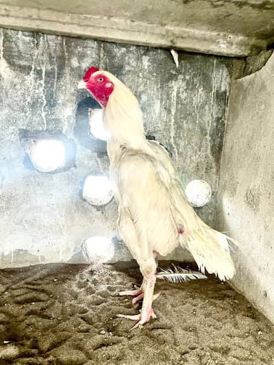 White aseel heera male