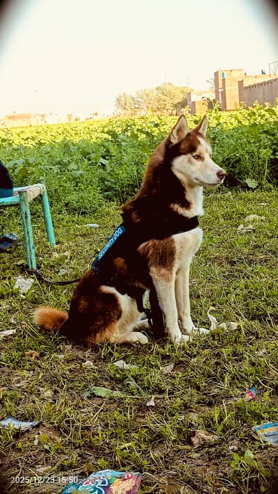 Bredar dog ha washroom trained ha or is ko apny ki phchan ha rocky. . .