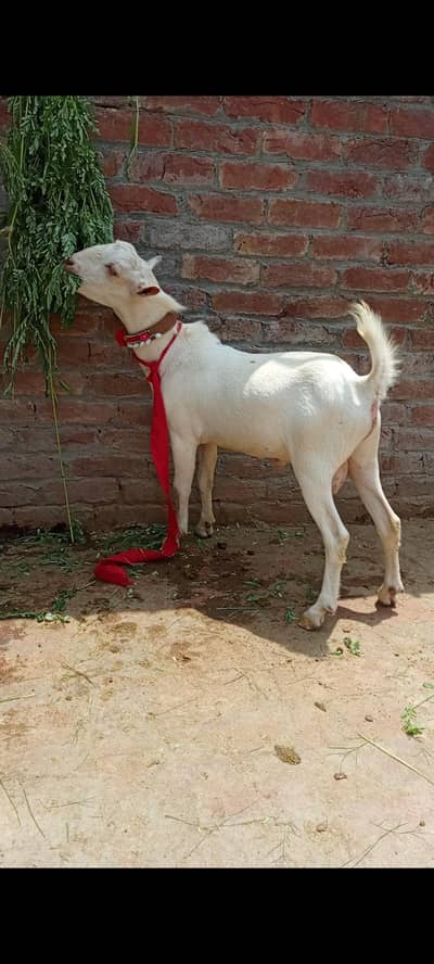 Tadda for sale