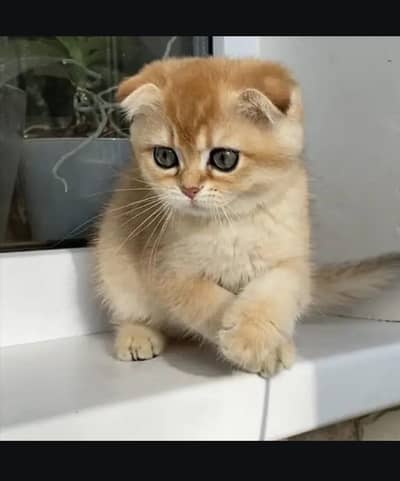 Scottish fold kittin for sell. 0313 4935014