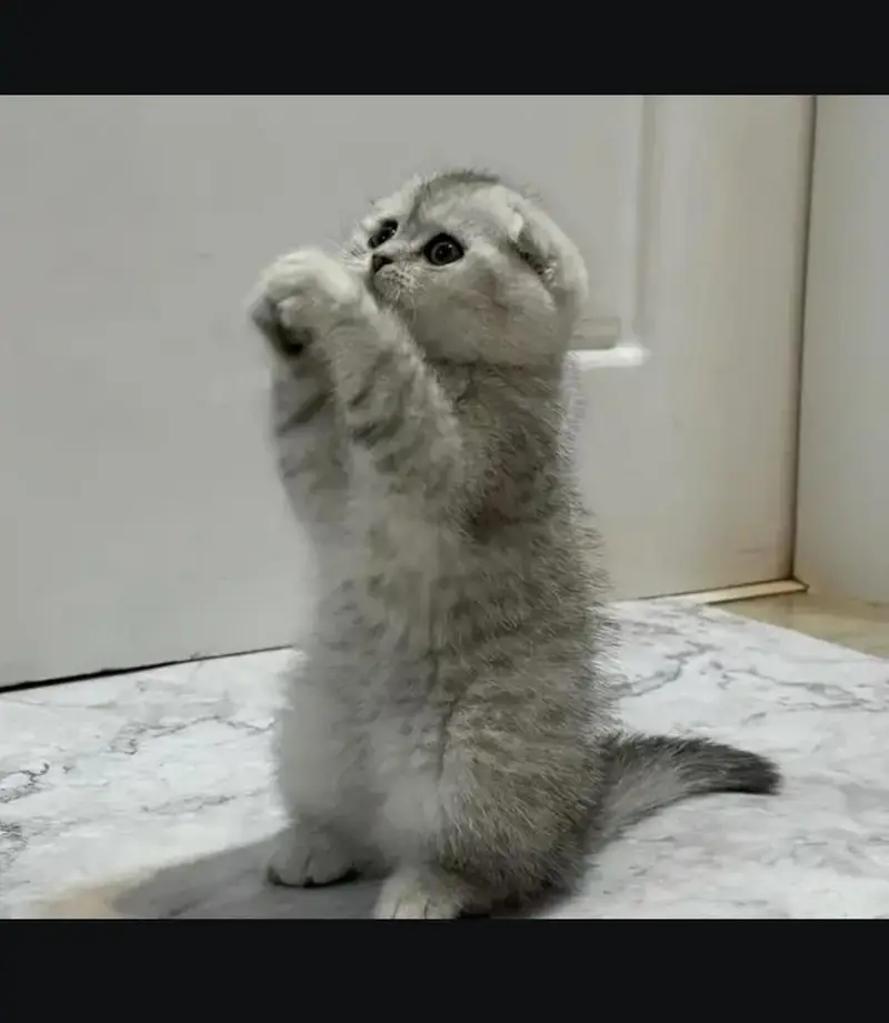 Scottish fold kittin for sell. 0313 4935014 — photo 2