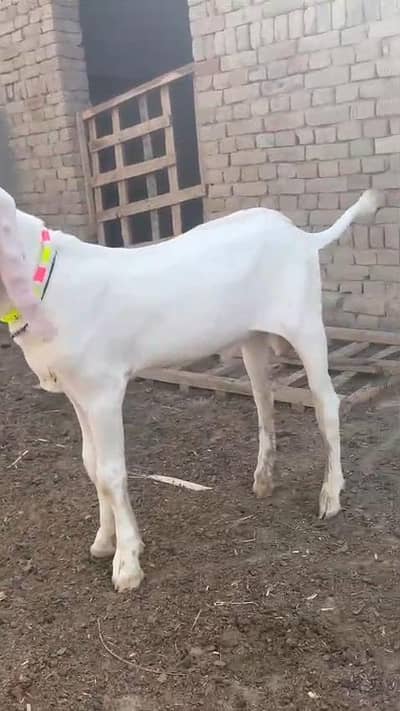 Beautiful Gulabi Male Goat | 4–5 Months Old/ 03228067847 Writing