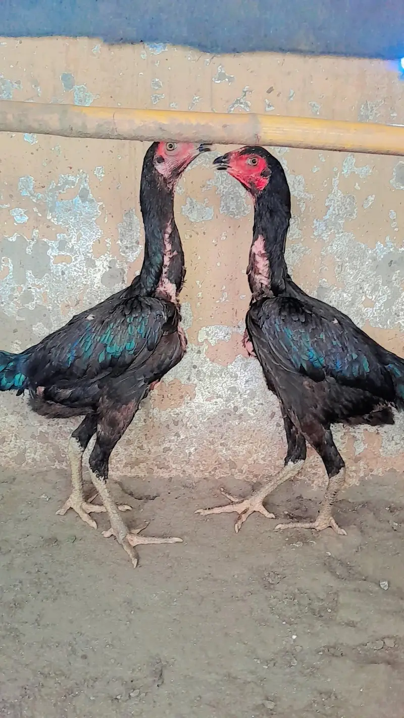 Barmi pakoye aseel available — photo 2