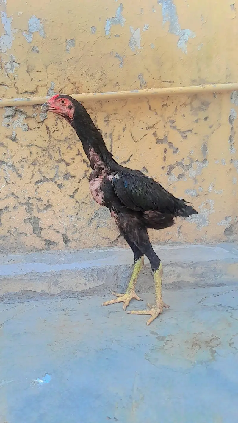 Barmi pakoye aseel available — photo 5