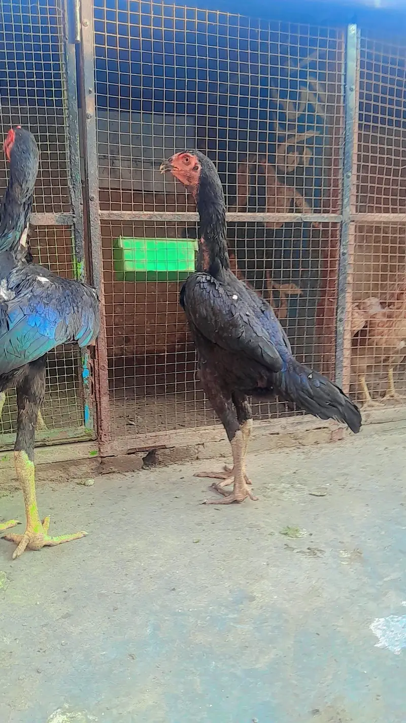Barmi pakoye aseel available — photo 6