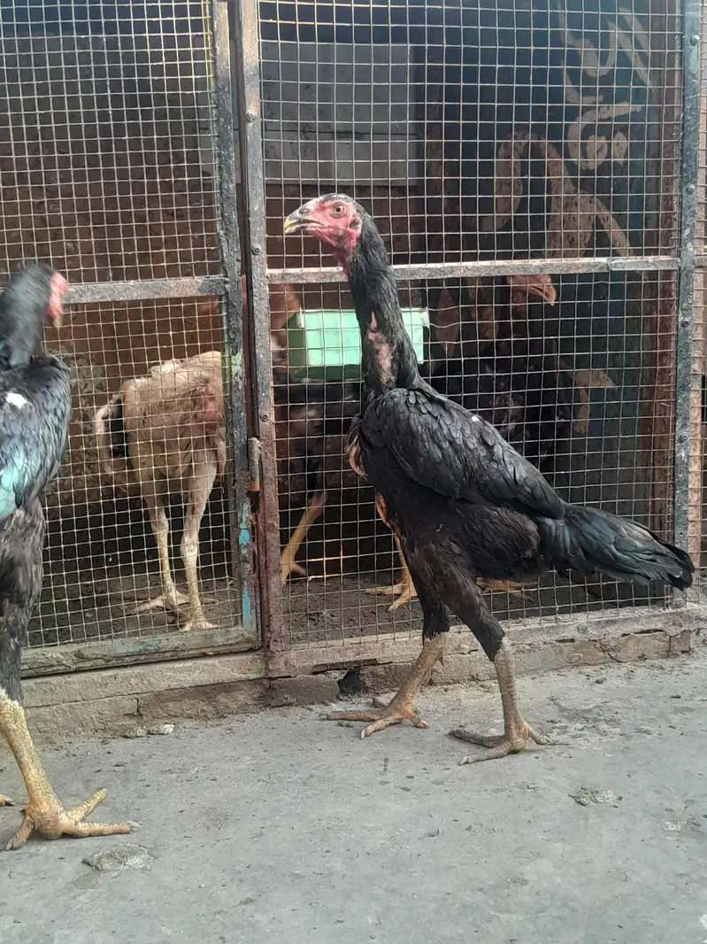 Barmi pakoye aseel available — photo 7