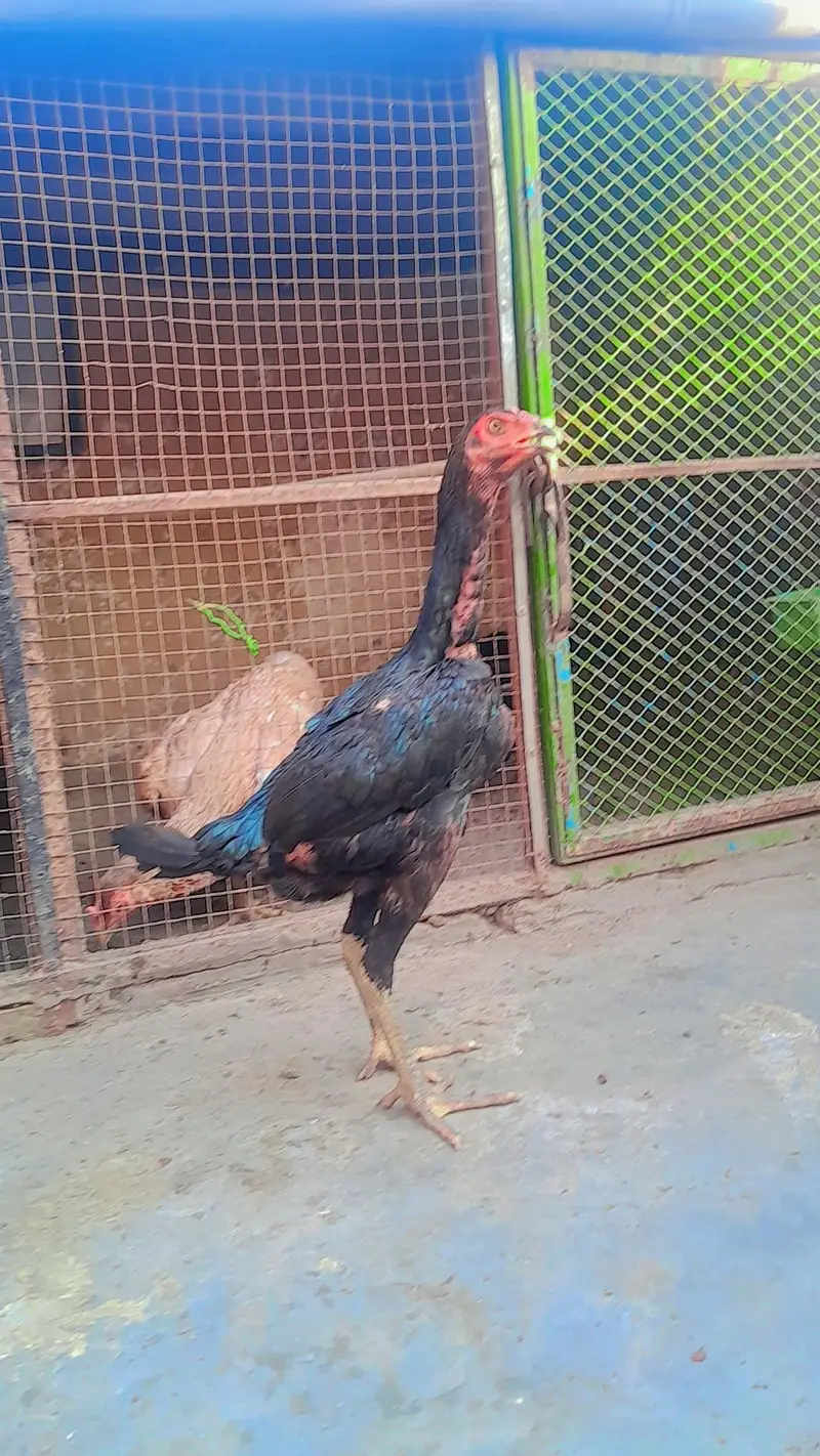 Barmi pakoye aseel available — photo 8