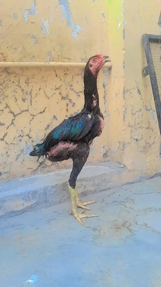 Barmi pakoye aseel available — photo 9