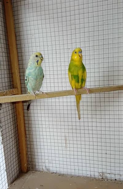Budgies parrot or cage