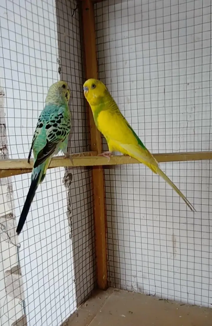 Budgies parrot or cage — photo 2