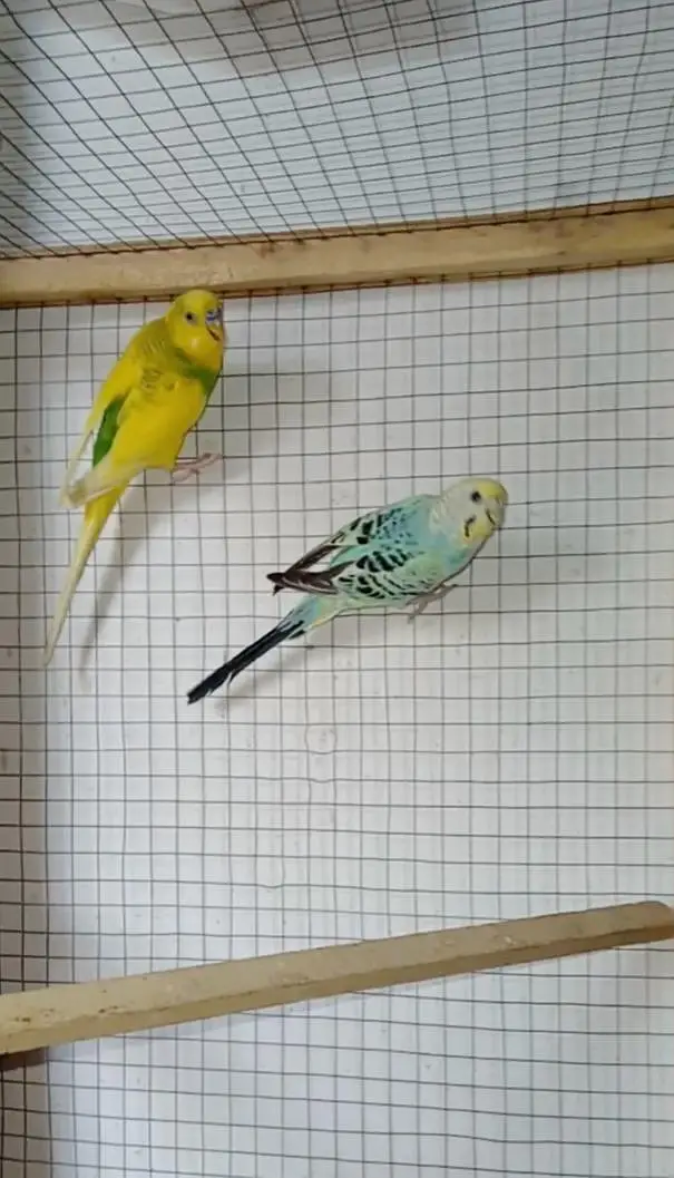 Budgies parrot or cage — photo 3