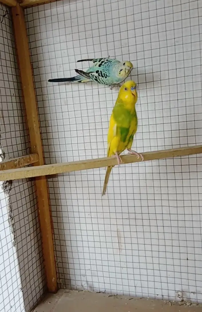 Budgies parrot or cage — photo 4