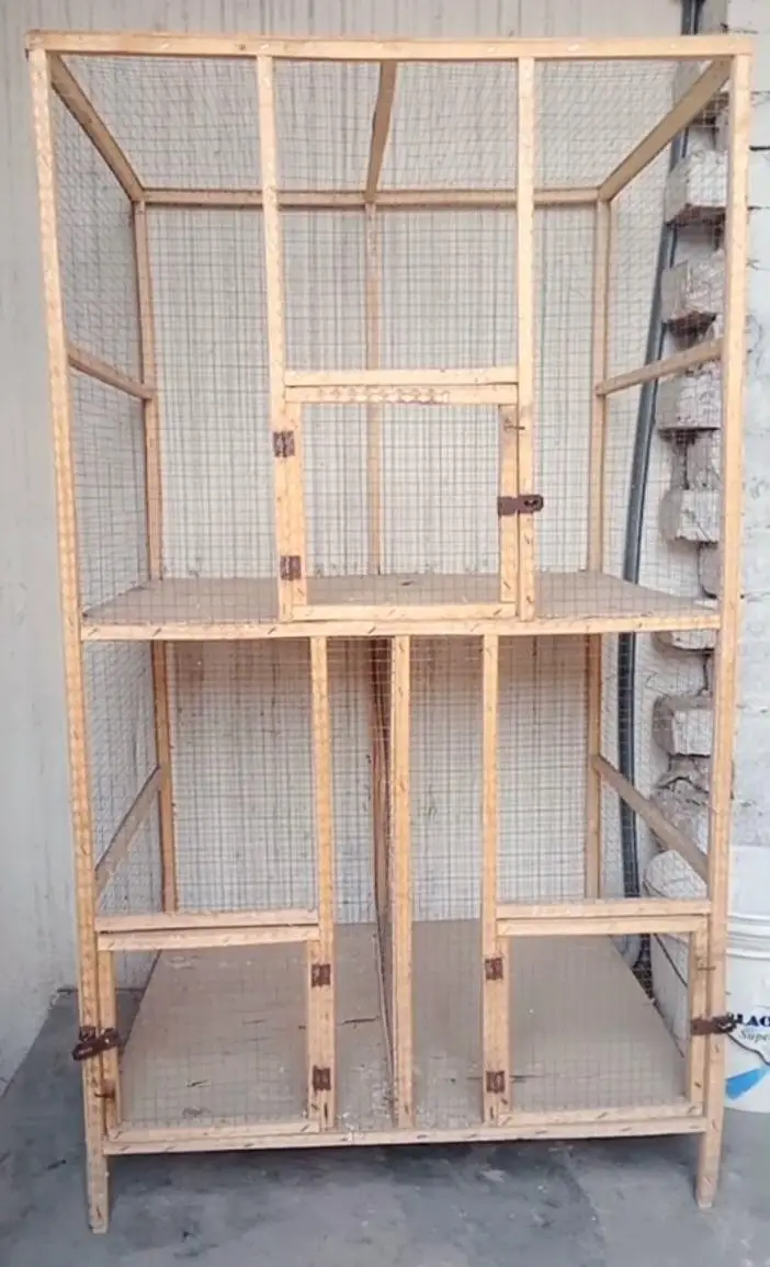 Budgies parrot or cage — photo 5