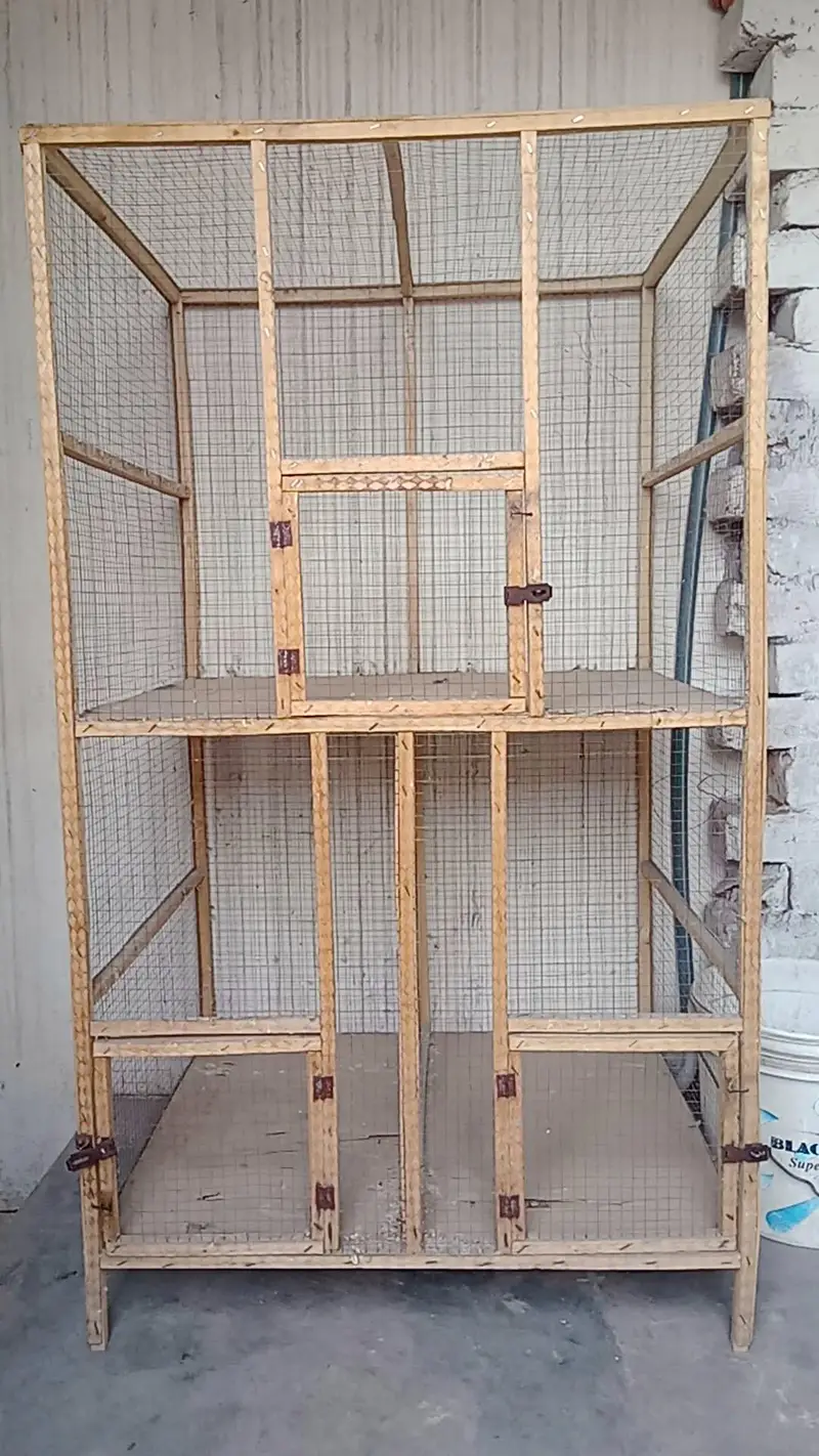 Budgies parrot or cage — photo 6