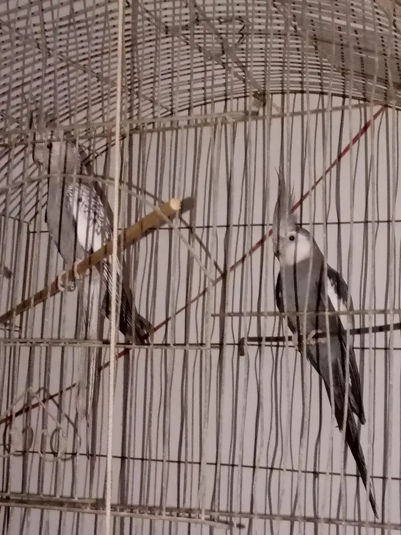 cocktail breeding pair — photo 2