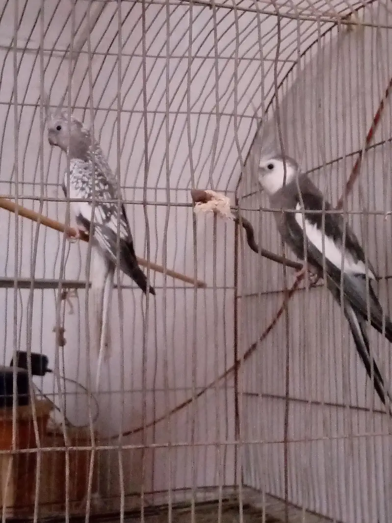 cocktail breeding pair — photo 3