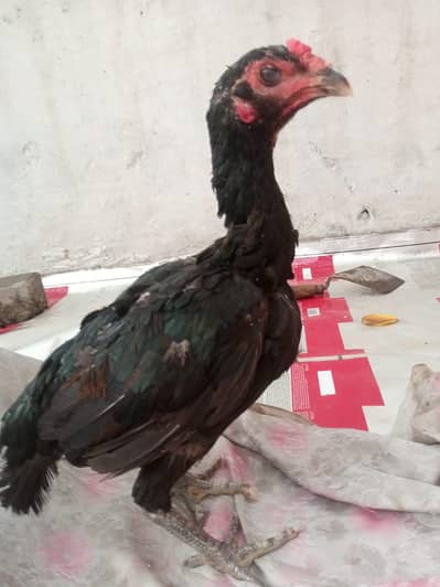 urgent sale pair pure barmi pakoe with black eyes