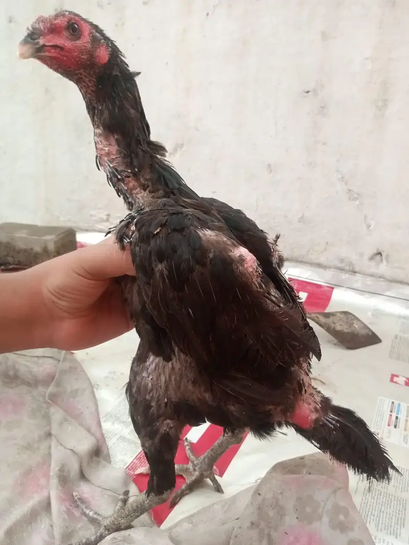 urgent sale pair pure barmi pakoe with black eyes — photo 2