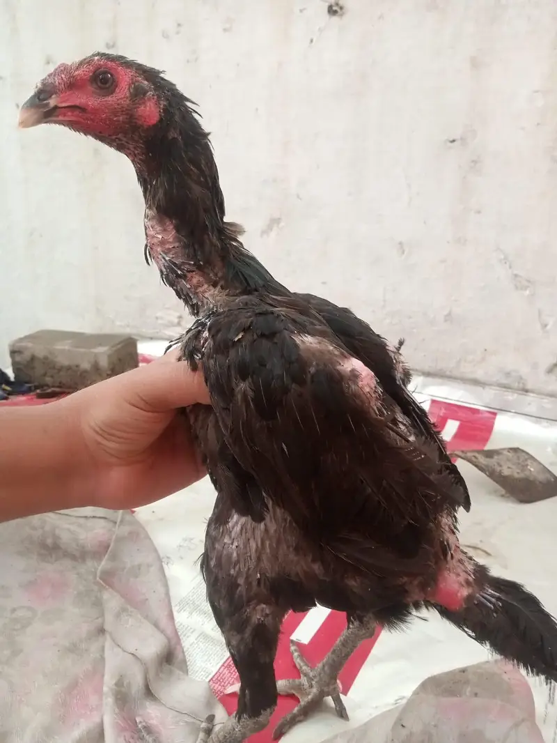 urgent sale pair pure barmi pakoe with black eyes — photo 3