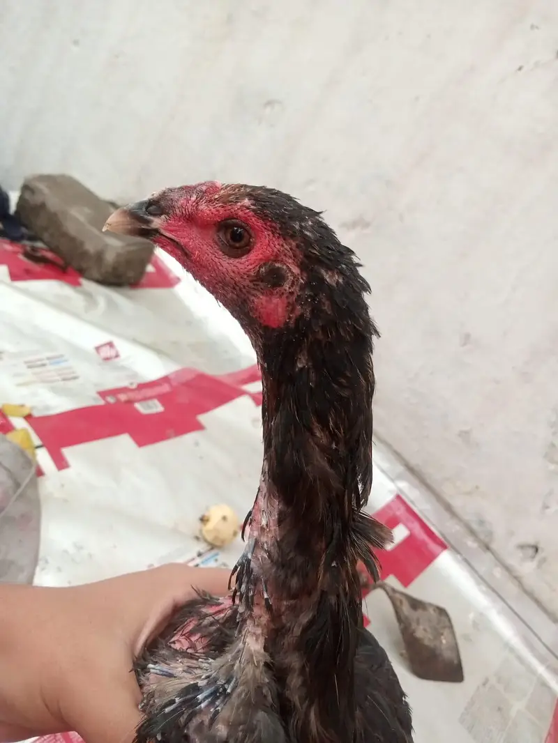urgent sale pair pure barmi pakoe with black eyes — photo 4