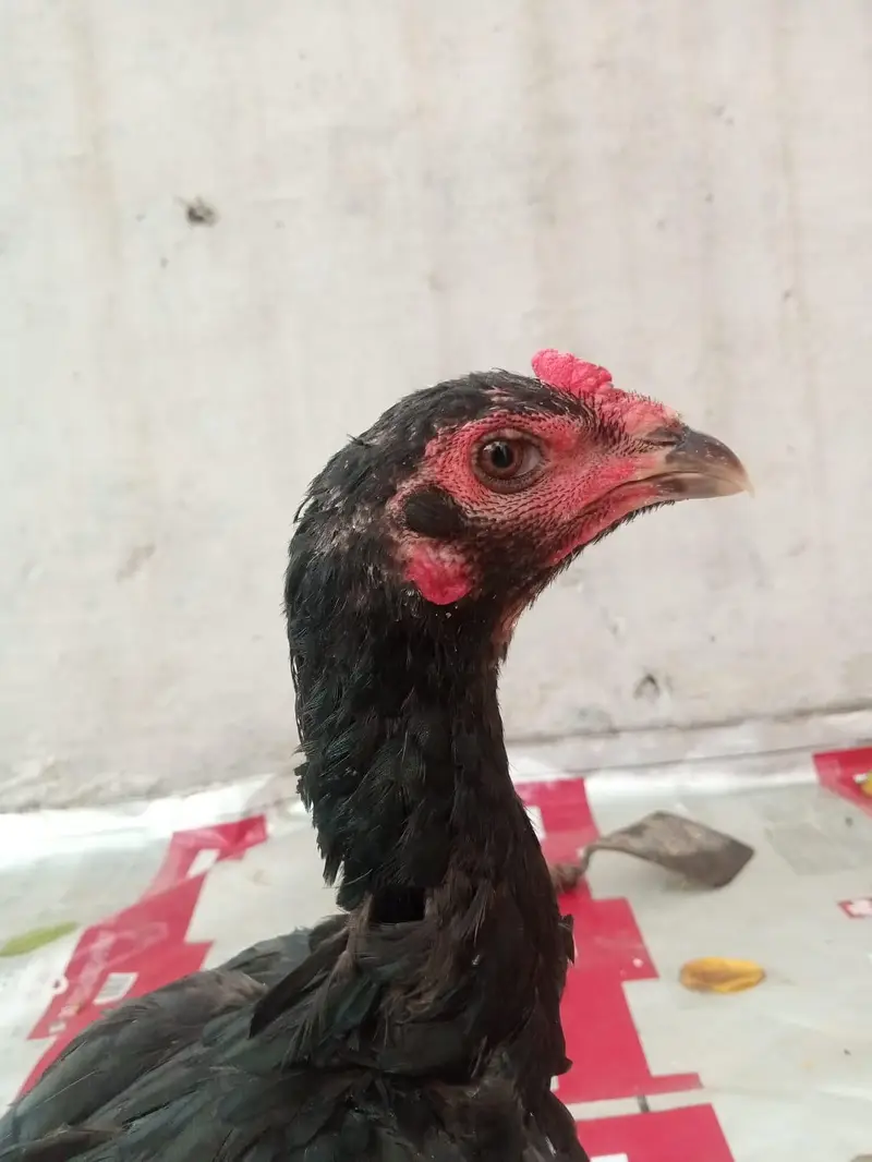 urgent sale pair pure barmi pakoe with black eyes — photo 5
