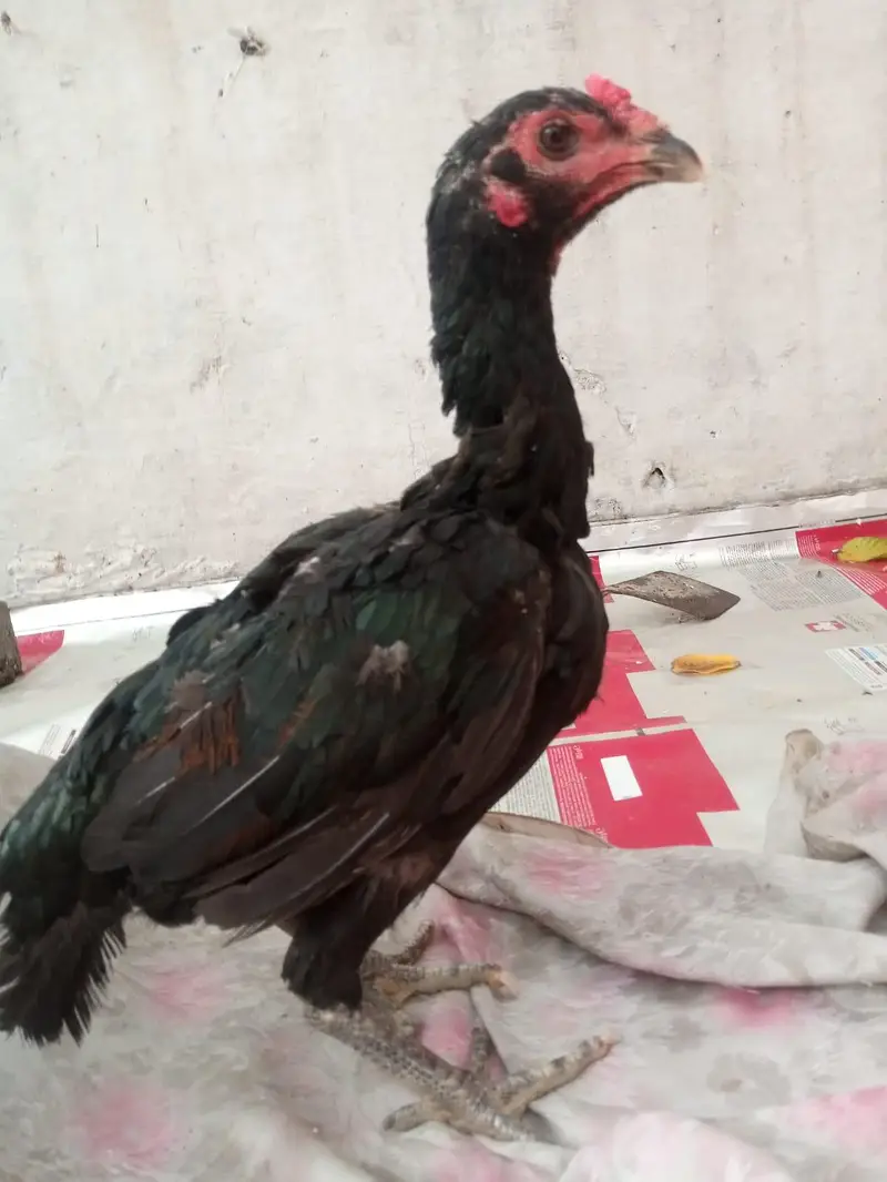 urgent sale pair pure barmi pakoe with black eyes — photo 6