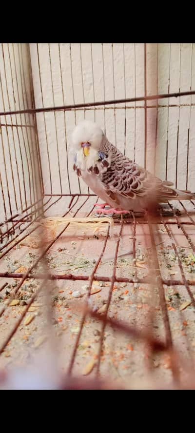 exhibition budgies