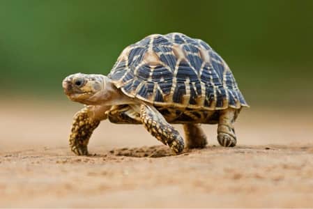 turtles for sale healthy and active