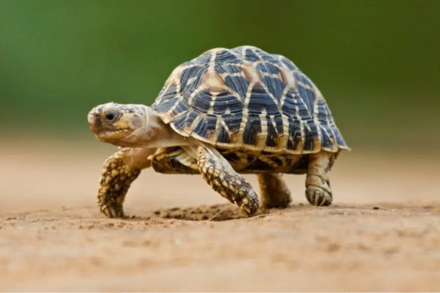 turtles for sale healthy and active
