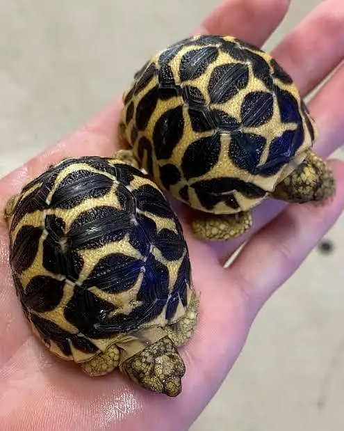 turtles for sale healthy and active — photo 2