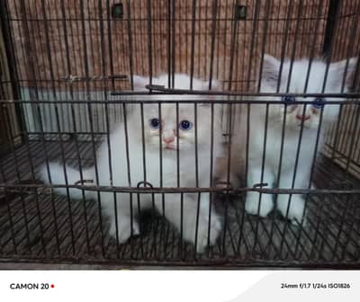 Blue Eyes Persian Kittens