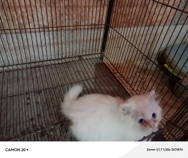 Blue Eyes Persian Kittens — photo 2