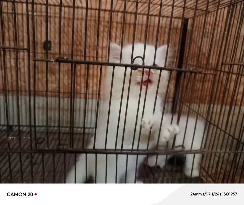 Blue Eyes Persian Kittens — photo 3